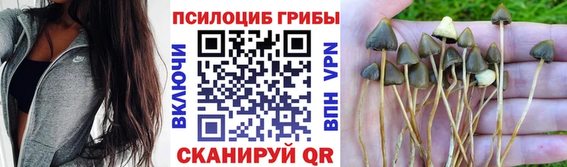 Галлюциногенные грибы GOLDEN TEACHER  где можно купить   Элиста 